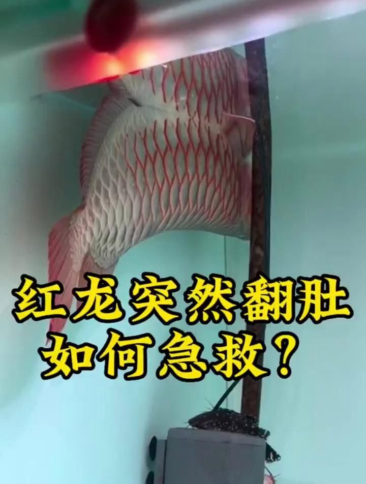 紅龍魚鱗片充血如何急救處理？，紅龍魚鱗片充血如何急救處理紅龍魚鱗片充血如何急救