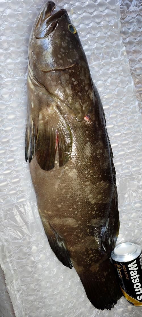 獨山龍魚適合哪些人群食用？，獨山龍魚適合哪些人群食用獨山龍魚適合哪些人群食用 獨山龍魚適合哪些人群食用？，獨山龍魚適合哪些人群食用獨山龍魚適合哪些人群食用 龍魚百科 第4張