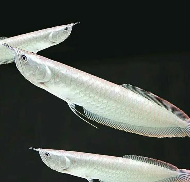 龍魚魚缸寬度不足會有什么后果？，龍魚魚缸寬度不足會對龍魚造成什么影響？