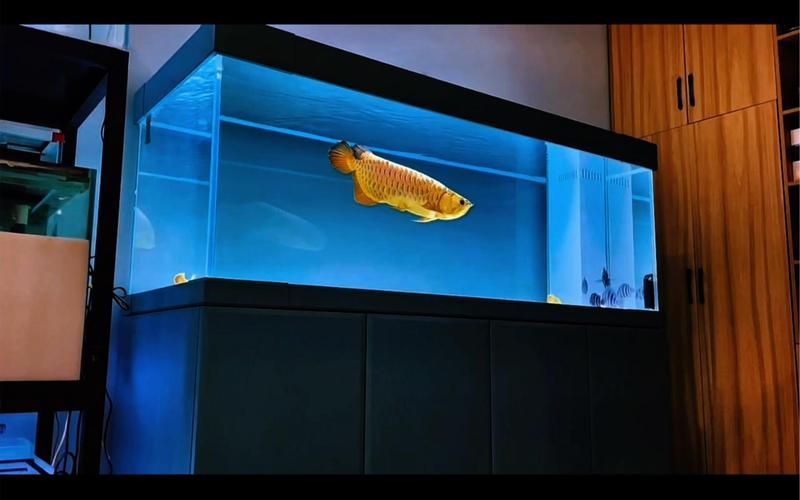 久鼎和彩鰈哪個(gè)更適合龍魚(yú)?,久鼎與彩鰈龍魚(yú)缸對(duì)比 龍魚(yú)百科 第5張 久鼎和彩鰈哪個(gè)更適合龍魚(yú)?,久鼎與彩鰈龍魚(yú)缸對(duì)比 久鼎和彩鰈哪個(gè)更適合龍魚(yú)?,久鼎與彩鰈龍魚(yú)缸對(duì)比 龍魚(yú)百科 第5張