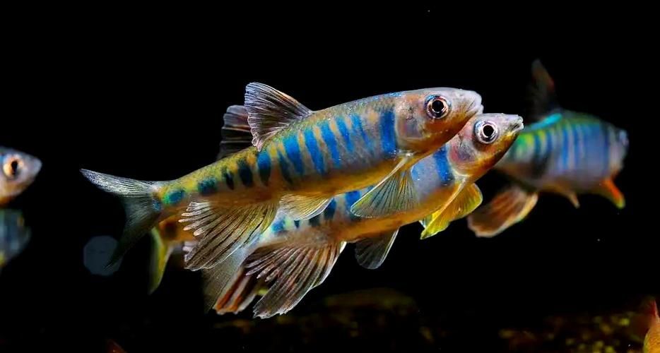 長汀龍魚有哪些特點?,關于長汀龍魚的知識 龍魚百科 第6張 長汀龍魚有哪些特點?,關于長汀龍魚的知識 長汀龍魚有哪些特點?,關于長汀龍魚的知識 龍魚百科 第6張