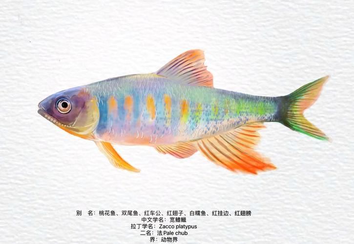 長汀龍魚有哪些特點？，關于長汀龍魚的知識