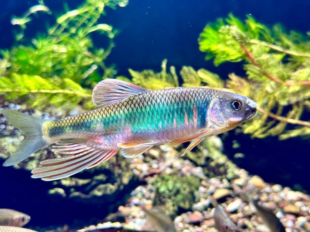長汀龍魚有哪些特點?,關于長汀龍魚的知識 龍魚百科 第4張 長汀龍魚有哪些特點?,關于長汀龍魚的知識 長汀龍魚有哪些特點?,關于長汀龍魚的知識 龍魚百科 第4張