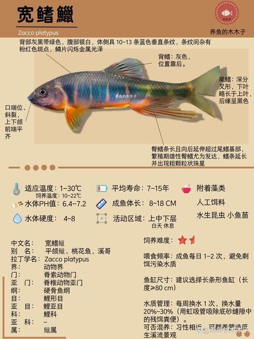 長汀龍魚有哪些特點?,關于長汀龍魚的知識 龍魚百科 第5張 長汀龍魚有哪些特點?,關于長汀龍魚的知識 長汀龍魚有哪些特點?,關于長汀龍魚的知識 龍魚百科 第5張