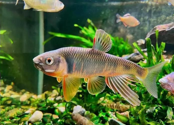 長汀龍魚有哪些特點？，關于長汀龍魚的知識