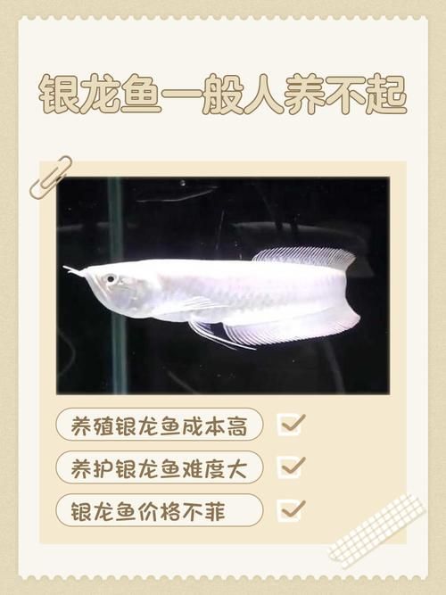 如何科學飼養銀龍魚以延長壽命，如何科學飼養銀龍魚