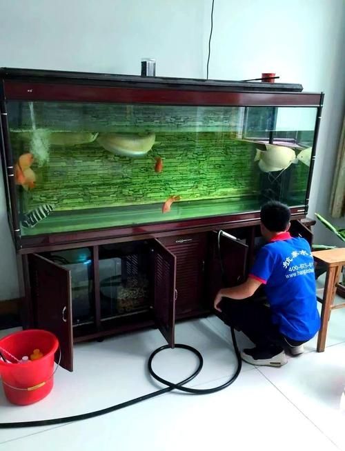 如何科學飼養銀龍魚以延長壽命，如何科學飼養銀龍魚