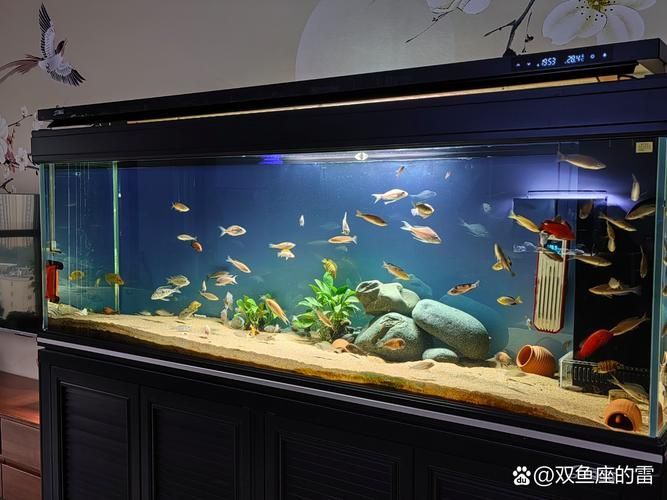 如何科學飼養銀龍魚以延長壽命，如何科學飼養銀龍魚