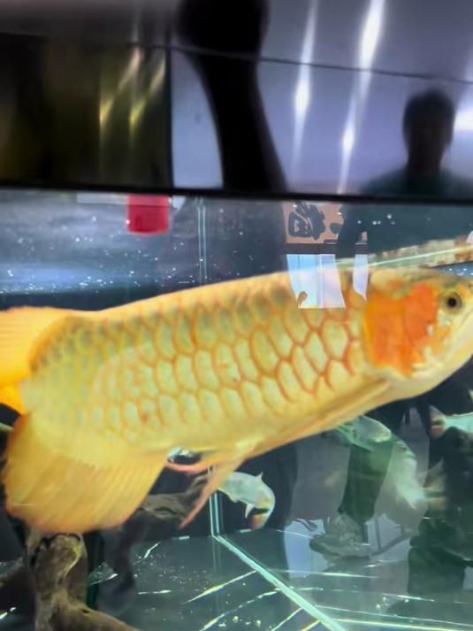 有哪些龍魚品種是觀賞用的？