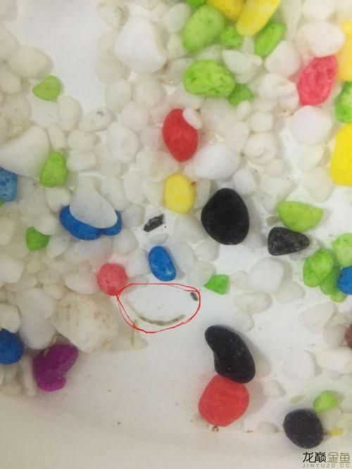 給我一些正常龍魚(yú)糞便的圖片，如何判斷龍魚(yú)是否消化不良,正常龍魚(yú)糞便的顏色會(huì)變化嗎