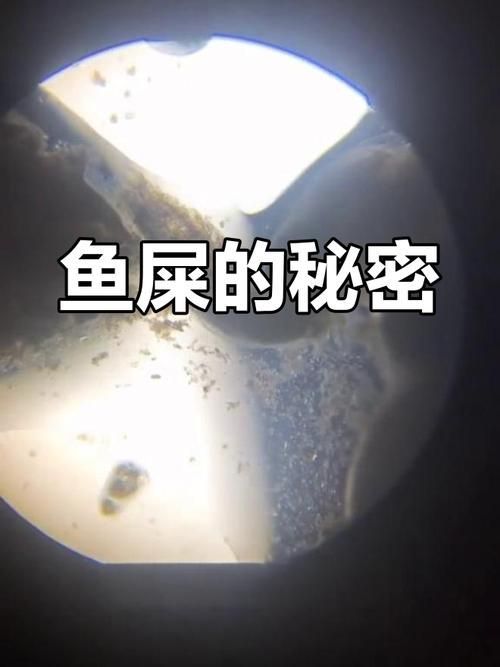 給我一些正常龍魚(yú)糞便的圖片，如何判斷龍魚(yú)是否消化不良,正常龍魚(yú)糞便的顏色會(huì)變化嗎