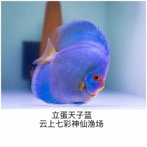 祥龍龍魚清菌靈有哪些使用方法，祥龍龍魚清菌靈