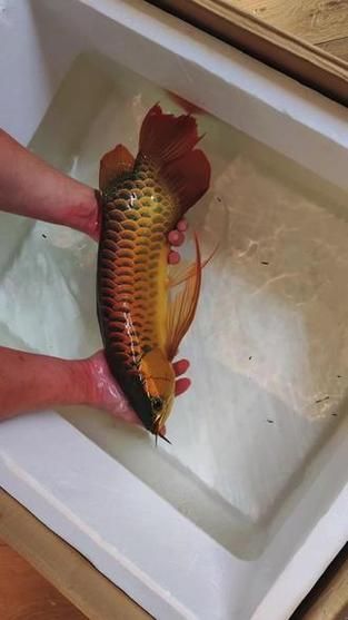 貴陽市有哪些可靠的龍魚購買渠道？，貴陽市龍魚購買渠道可靠且多樣，貴陽龍魚購買避坑指南
