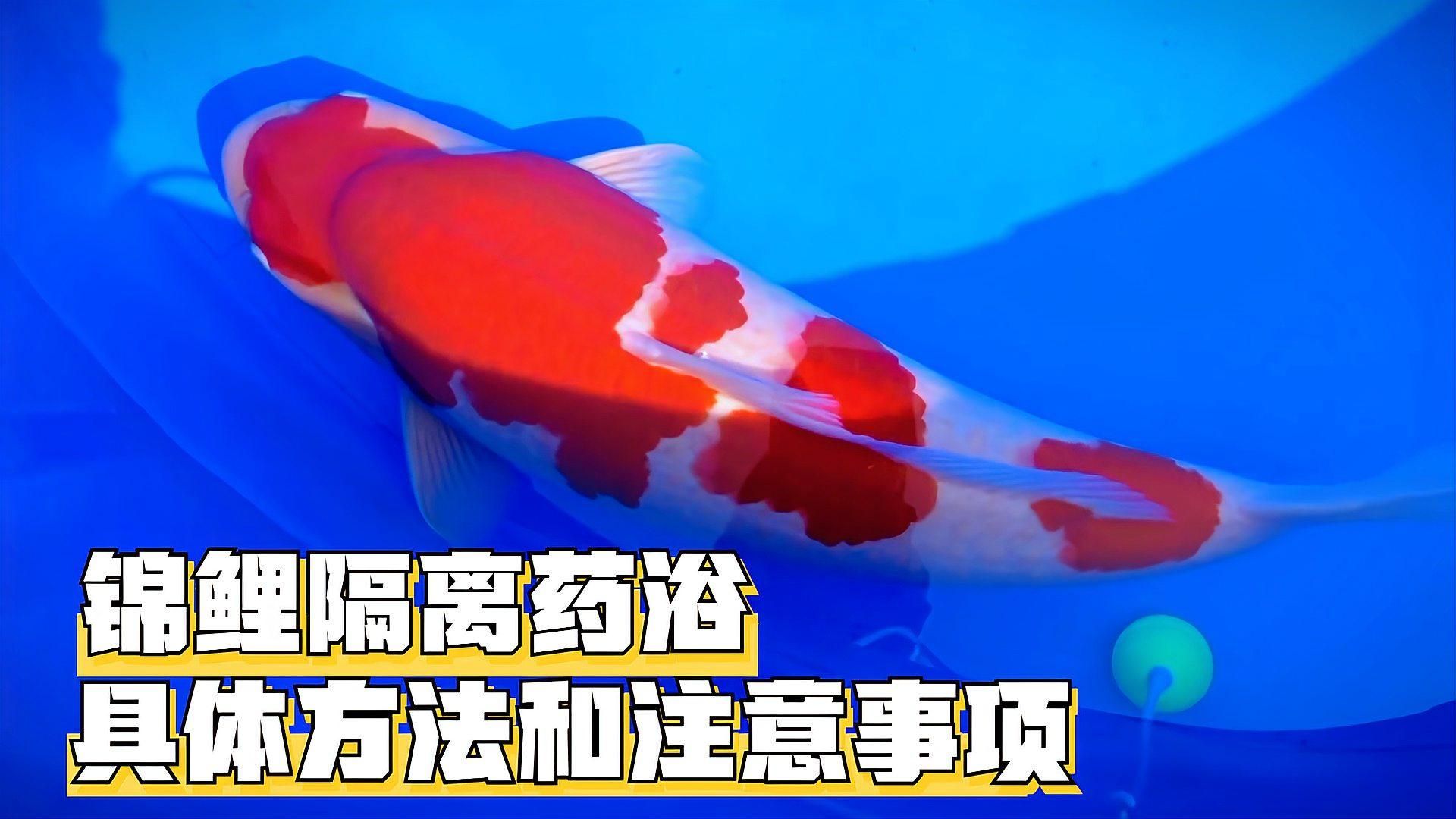 雪龍魚用藥有哪些注意事項，雪龍魚用藥注意事項