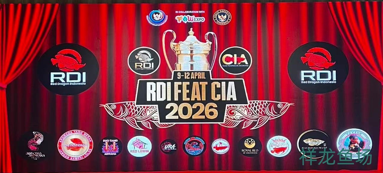 2026 RDI FEAT CIA印尼紅龍魚大賽參賽魚只鑒賞，2026rdifeatcia印尼紅龍魚大賽