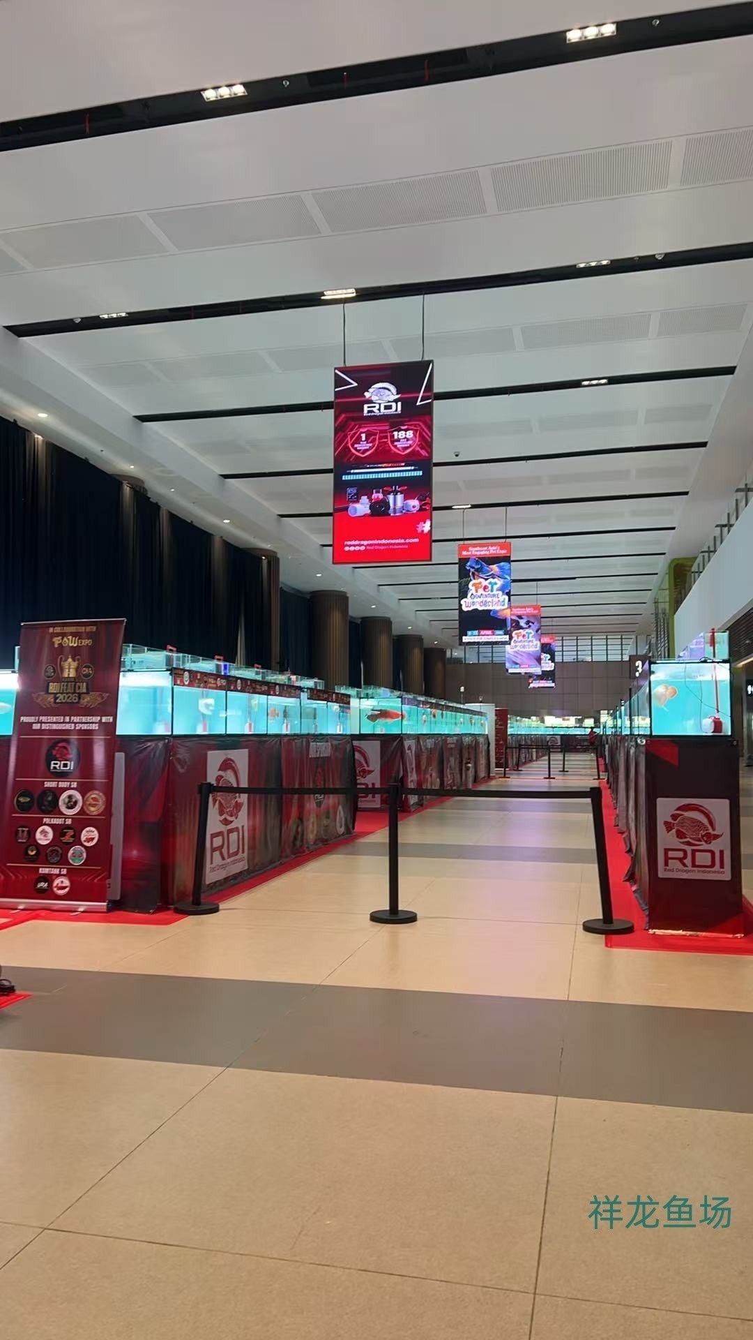 2026 RDI FEAT CIA印尼紅龍魚大賽參賽魚只鑒賞，2026rdifeatcia印尼紅龍魚大賽 2026 RDI FEAT CIA印尼紅龍魚大賽參賽魚只鑒賞，2026rdifeatcia印尼紅龍魚大賽 2025長城杯龍魚大賽 第4張