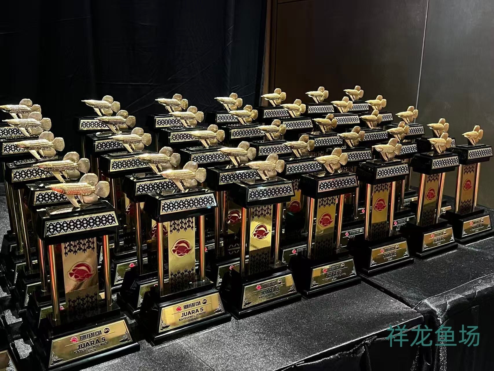 2026 RDI FEAT CIA印尼紅龍魚大賽參賽魚只鑒賞，2026rdifeatcia印尼紅龍魚大賽 2026 RDI FEAT CIA印尼紅龍魚大賽參賽魚只鑒賞，2026rdifeatcia印尼紅龍魚大賽 2025長城杯龍魚大賽 第7張