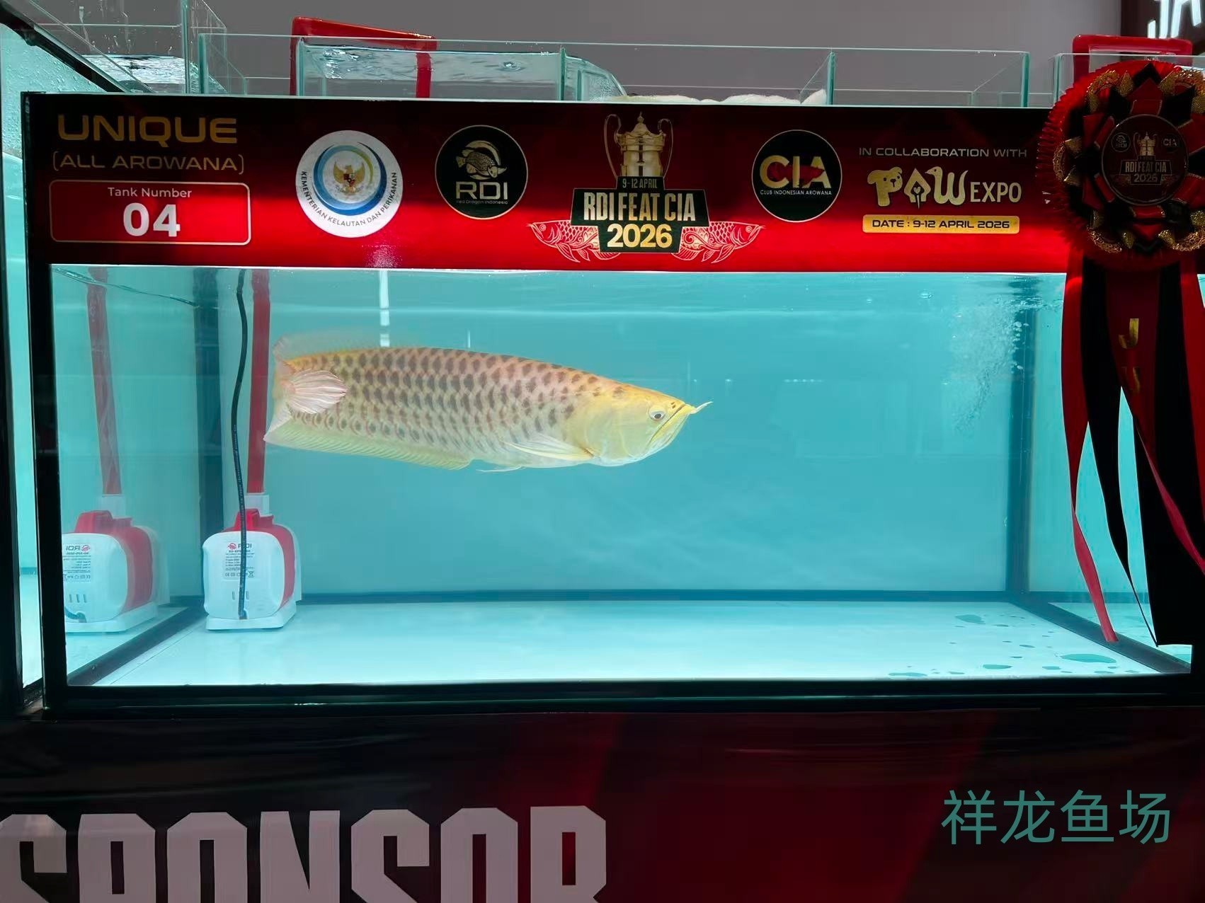 2026 RDI FEAT CIA印尼紅龍魚大賽參賽魚只鑒賞，2026rdifeatcia印尼紅龍魚大賽 2026 RDI FEAT CIA印尼紅龍魚大賽參賽魚只鑒賞，2026rdifeatcia印尼紅龍魚大賽 2025長城杯龍魚大賽 第8張