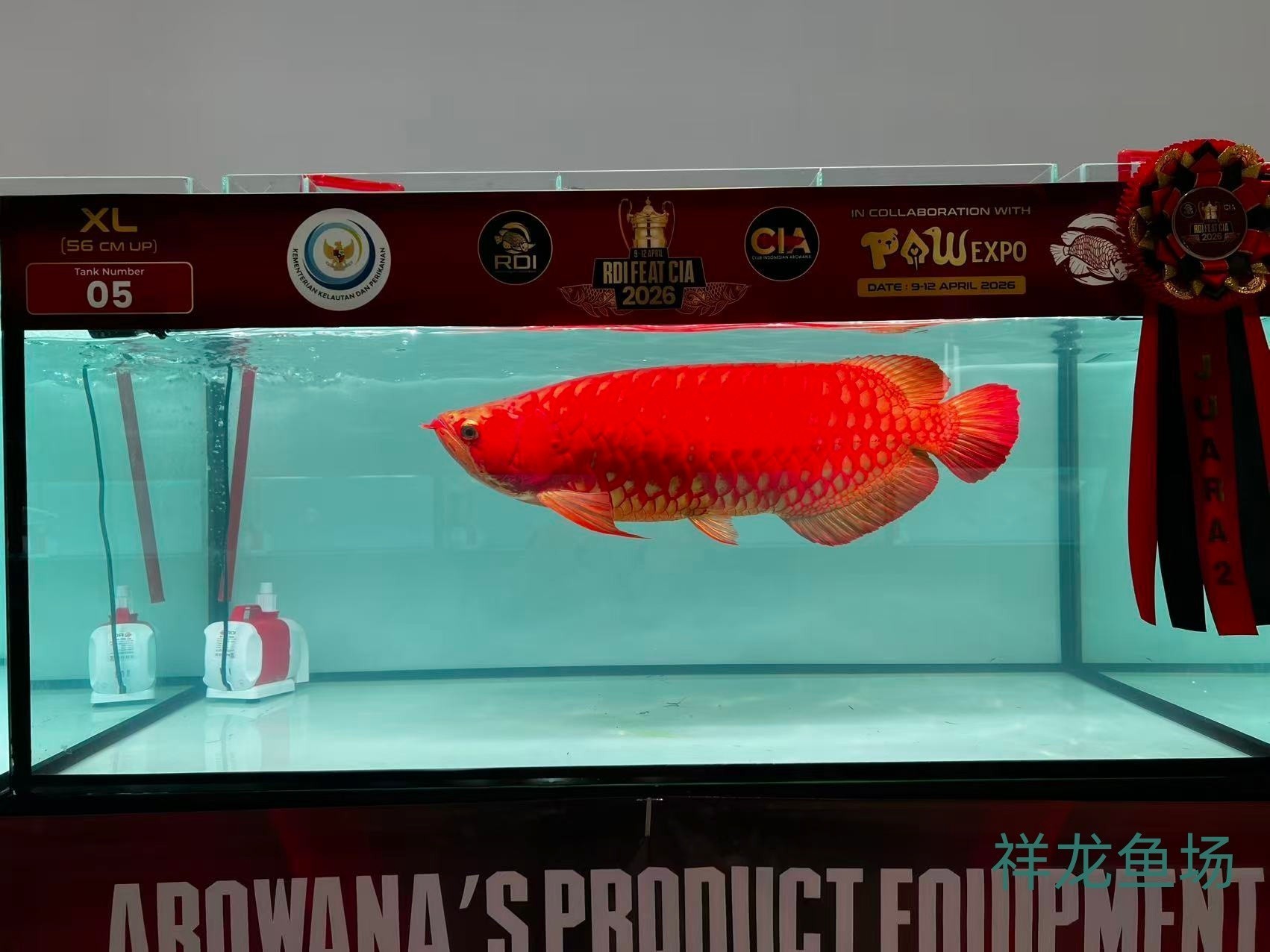 2026 RDI FEAT CIA印尼紅龍魚大賽參賽魚只鑒賞，2026rdifeatcia印尼紅龍魚大賽 2026 RDI FEAT CIA印尼紅龍魚大賽參賽魚只鑒賞，2026rdifeatcia印尼紅龍魚大賽 2025長城杯龍魚大賽 第10張