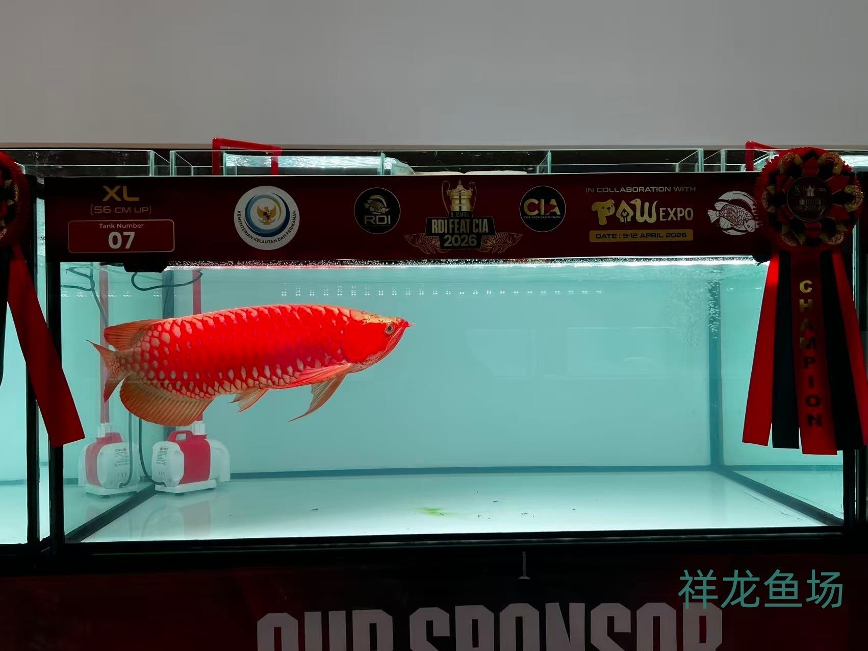 2026 RDI FEAT CIA印尼紅龍魚大賽參賽魚只鑒賞，2026rdifeatcia印尼紅龍魚大賽 2026 RDI FEAT CIA印尼紅龍魚大賽參賽魚只鑒賞，2026rdifeatcia印尼紅龍魚大賽 2025長城杯龍魚大賽 第12張