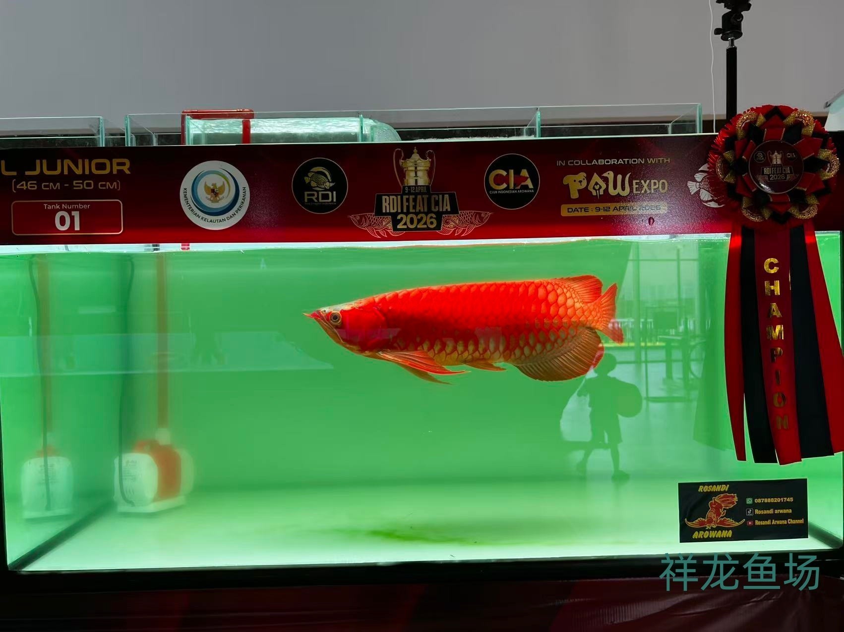 2026 RDI FEAT CIA印尼紅龍魚大賽參賽魚只鑒賞，2026rdifeatcia印尼紅龍魚大賽 2026 RDI FEAT CIA印尼紅龍魚大賽參賽魚只鑒賞，2026rdifeatcia印尼紅龍魚大賽 2025長城杯龍魚大賽 第11張