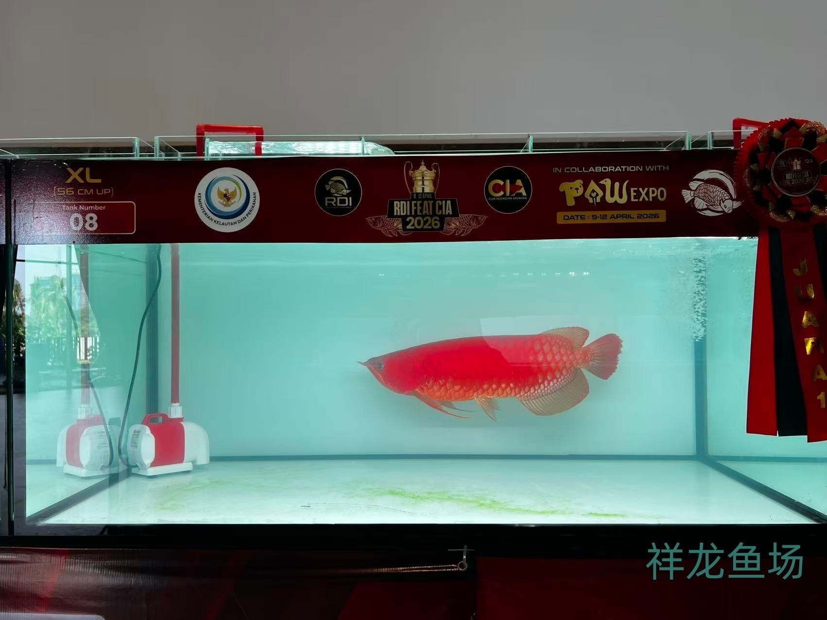 2026 RDI FEAT CIA印尼紅龍魚大賽參賽魚只鑒賞，2026rdifeatcia印尼紅龍魚大賽 2026 RDI FEAT CIA印尼紅龍魚大賽參賽魚只鑒賞，2026rdifeatcia印尼紅龍魚大賽 2025長城杯龍魚大賽 第13張