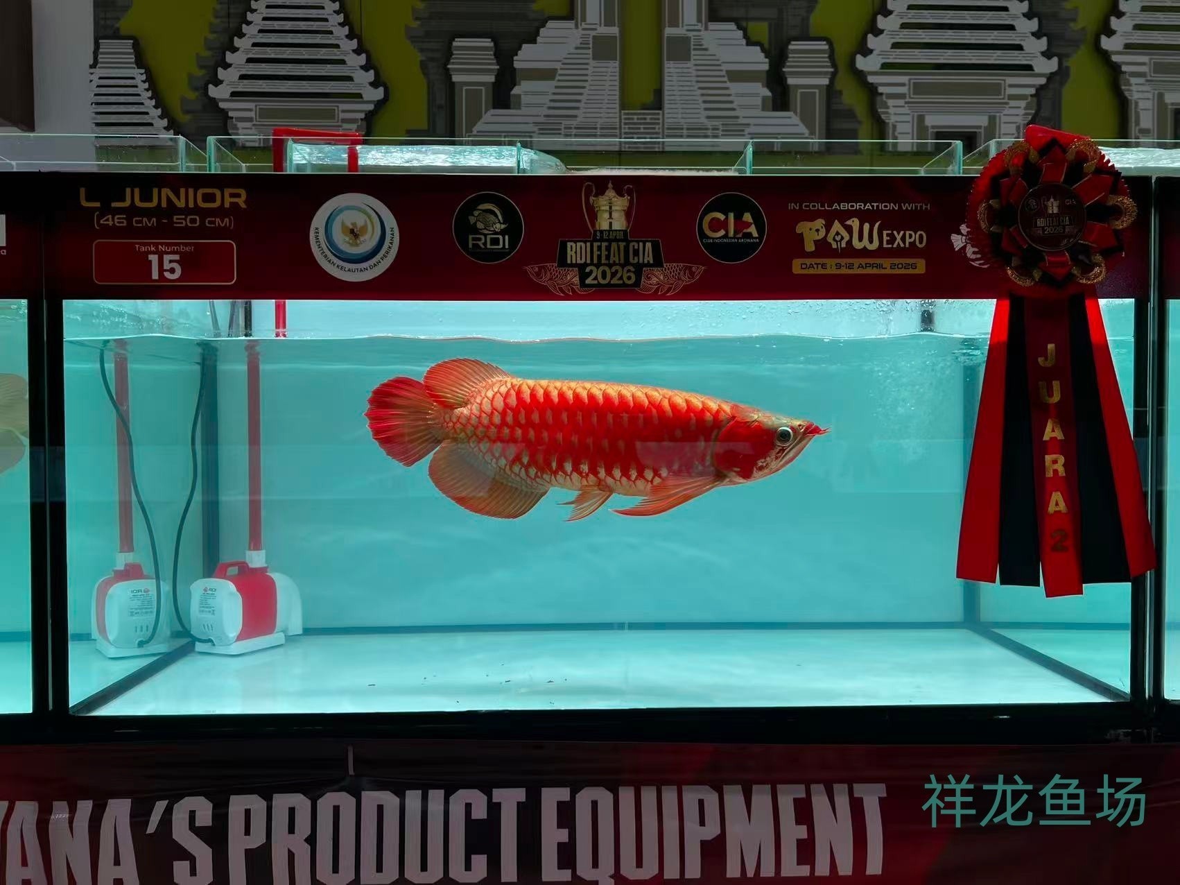2026 RDI FEAT CIA印尼紅龍魚大賽參賽魚只鑒賞，2026rdifeatcia印尼紅龍魚大賽 2026 RDI FEAT CIA印尼紅龍魚大賽參賽魚只鑒賞，2026rdifeatcia印尼紅龍魚大賽 2025長城杯龍魚大賽 第14張