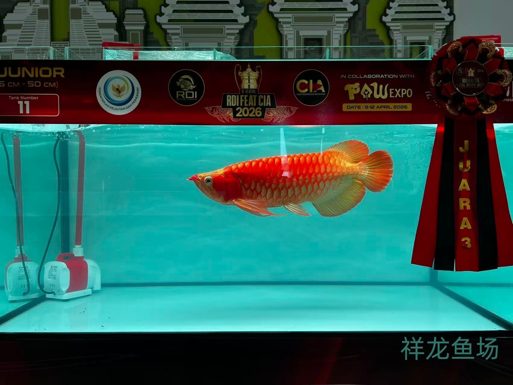 2026 RDI FEAT CIA印尼紅龍魚大賽參賽魚只鑒賞，2026rdifeatcia印尼紅龍魚大賽 2026 RDI FEAT CIA印尼紅龍魚大賽參賽魚只鑒賞，2026rdifeatcia印尼紅龍魚大賽 2025長城杯龍魚大賽 第15張