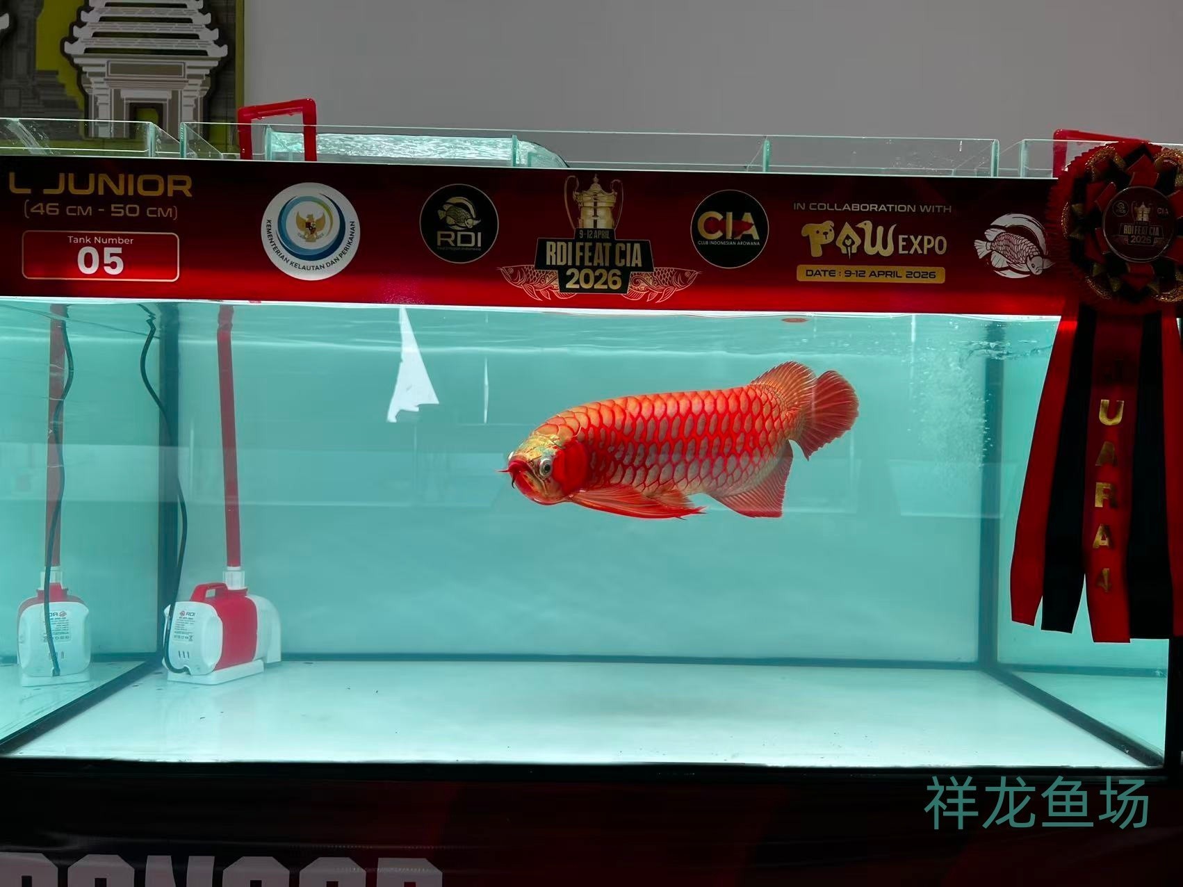 2026 RDI FEAT CIA印尼紅龍魚大賽參賽魚只鑒賞，2026rdifeatcia印尼紅龍魚大賽 2026 RDI FEAT CIA印尼紅龍魚大賽參賽魚只鑒賞，2026rdifeatcia印尼紅龍魚大賽 2025長城杯龍魚大賽 第17張