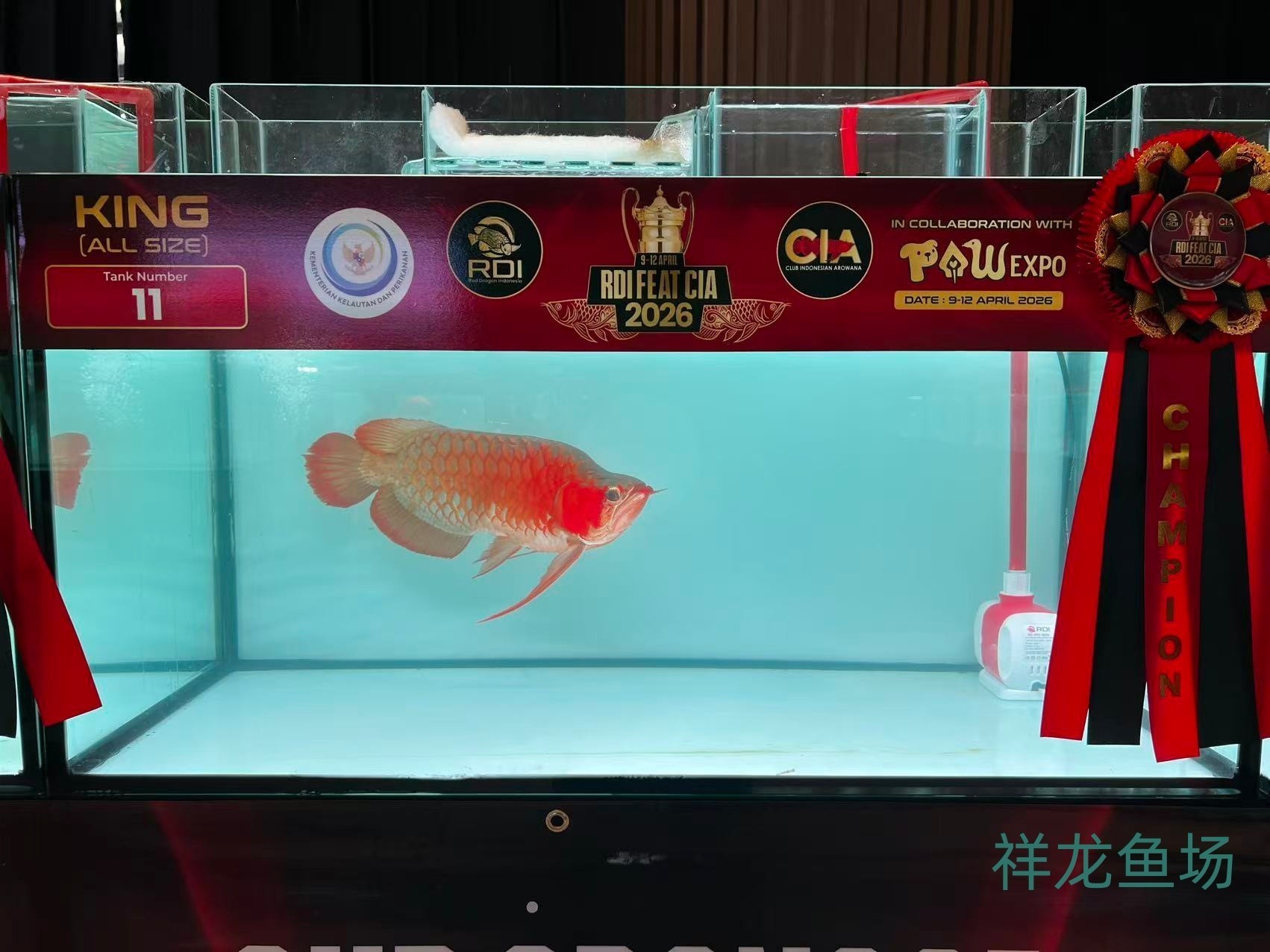 2026 RDI FEAT CIA印尼紅龍魚大賽參賽魚只鑒賞，2026rdifeatcia印尼紅龍魚大賽 2026 RDI FEAT CIA印尼紅龍魚大賽參賽魚只鑒賞，2026rdifeatcia印尼紅龍魚大賽 2025長城杯龍魚大賽 第18張