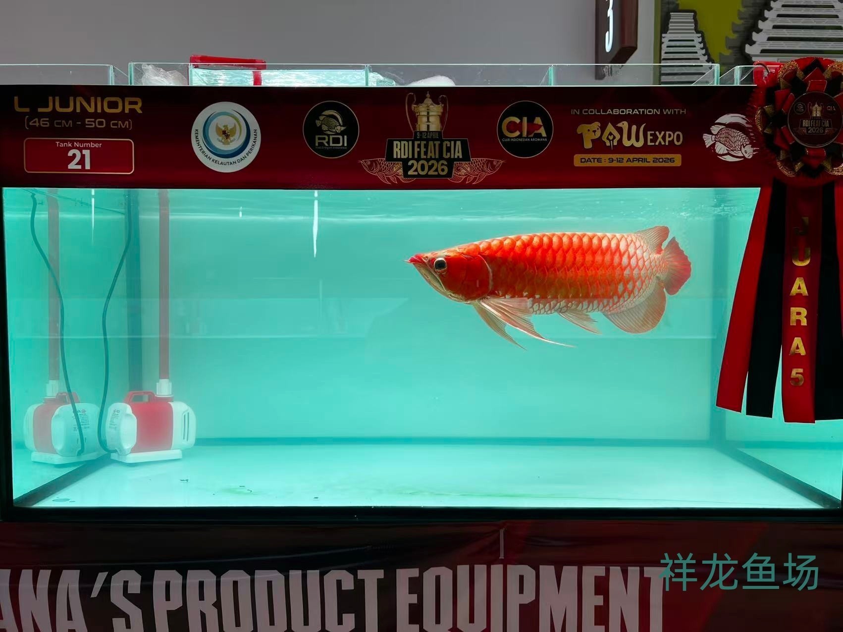 2026 RDI FEAT CIA印尼紅龍魚大賽參賽魚只鑒賞，2026rdifeatcia印尼紅龍魚大賽 2026 RDI FEAT CIA印尼紅龍魚大賽參賽魚只鑒賞，2026rdifeatcia印尼紅龍魚大賽 2025長城杯龍魚大賽 第19張
