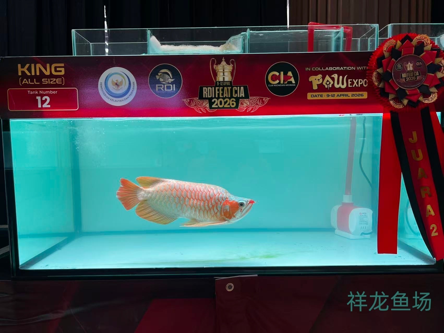 2026 RDI FEAT CIA印尼紅龍魚大賽參賽魚只鑒賞，2026rdifeatcia印尼紅龍魚大賽 2026 RDI FEAT CIA印尼紅龍魚大賽參賽魚只鑒賞，2026rdifeatcia印尼紅龍魚大賽 2025長城杯龍魚大賽 第20張