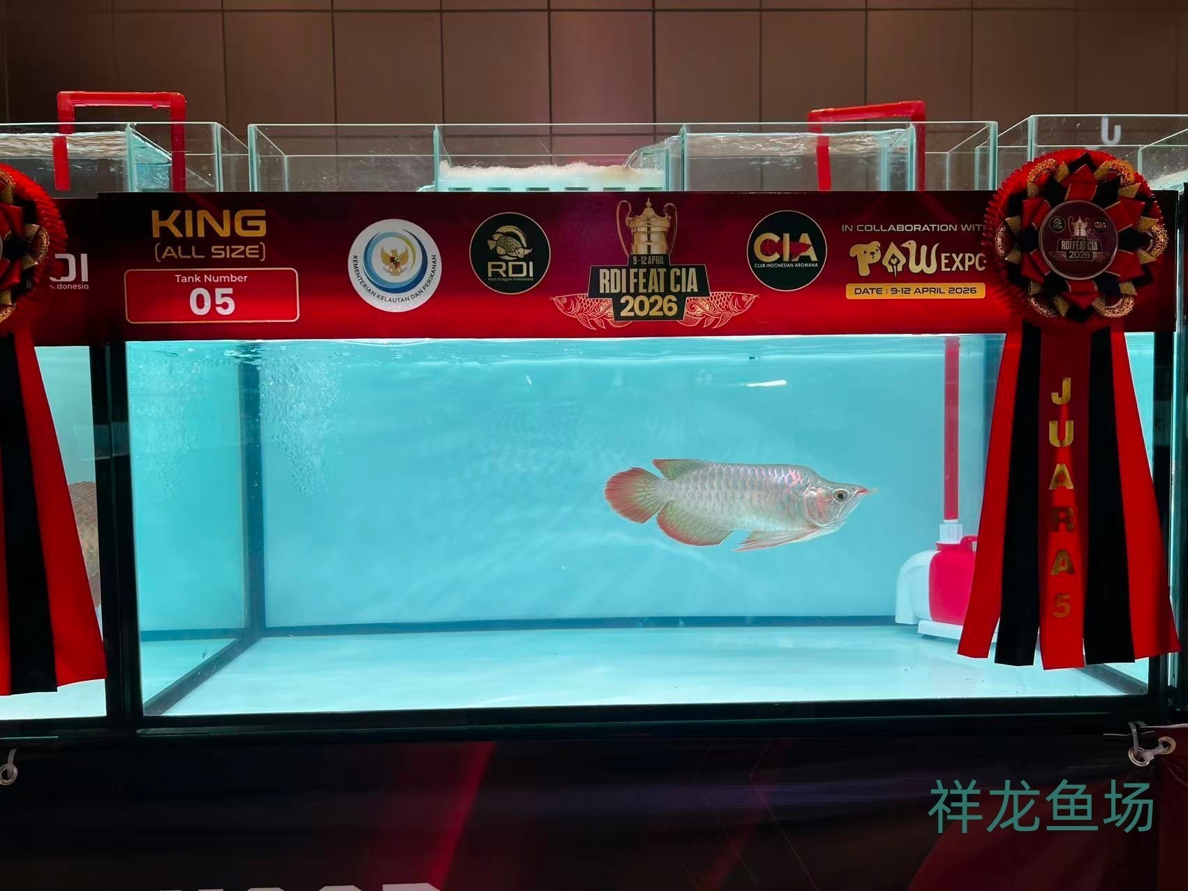 2026 RDI FEAT CIA印尼紅龍魚大賽參賽魚只鑒賞，2026rdifeatcia印尼紅龍魚大賽 2026 RDI FEAT CIA印尼紅龍魚大賽參賽魚只鑒賞，2026rdifeatcia印尼紅龍魚大賽 2025長城杯龍魚大賽 第23張