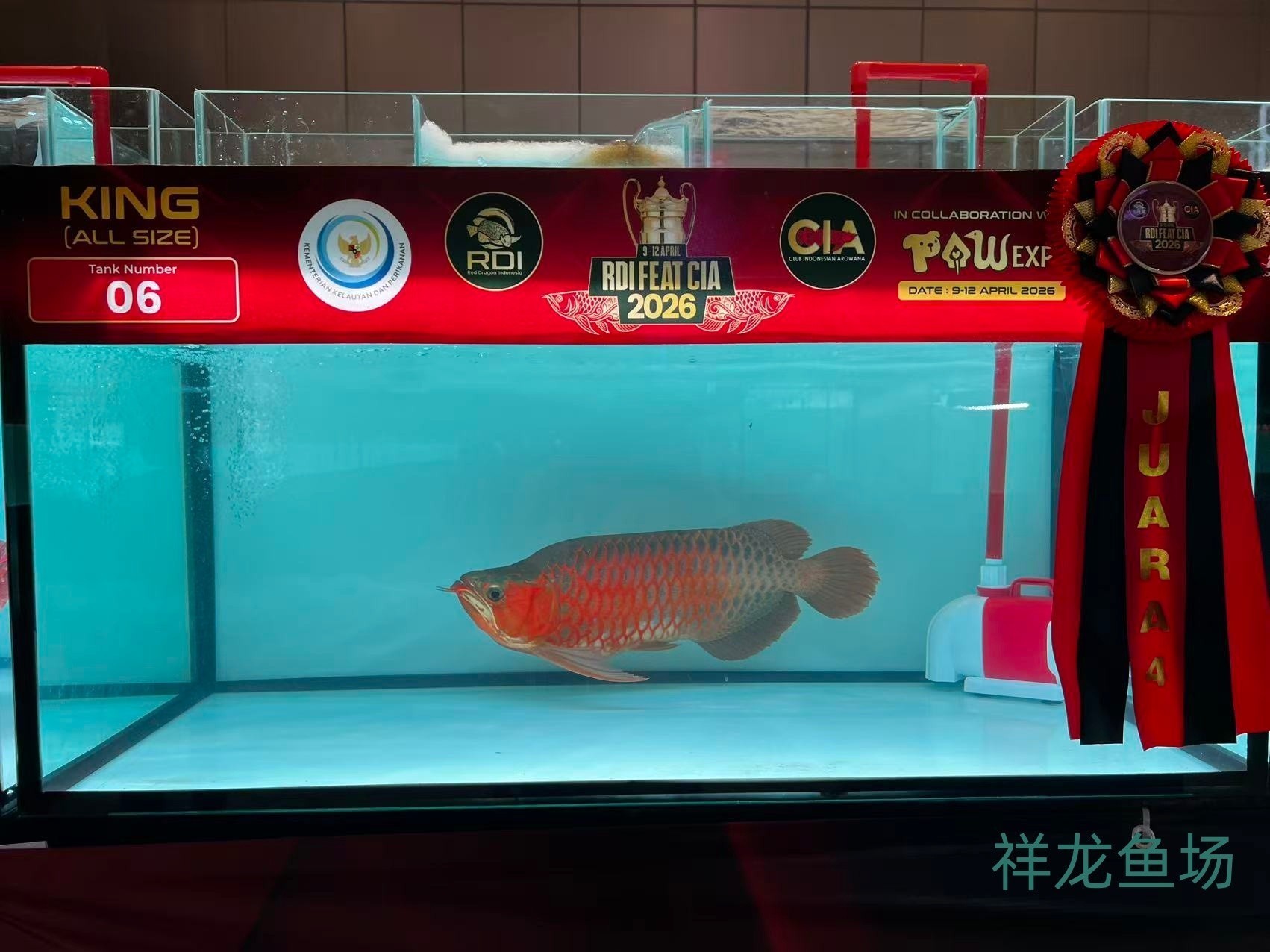 2026 RDI FEAT CIA印尼紅龍魚大賽參賽魚只鑒賞，2026rdifeatcia印尼紅龍魚大賽 2026 RDI FEAT CIA印尼紅龍魚大賽參賽魚只鑒賞，2026rdifeatcia印尼紅龍魚大賽 2025長城杯龍魚大賽 第22張
