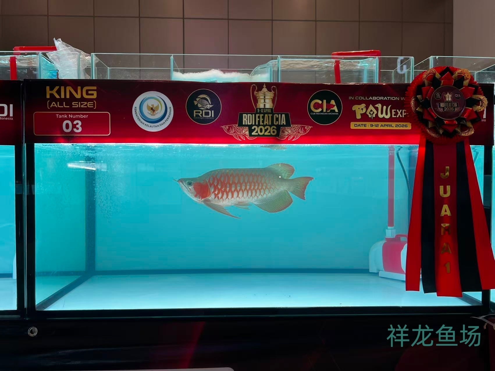 2026 RDI FEAT CIA印尼紅龍魚大賽參賽魚只鑒賞，2026rdifeatcia印尼紅龍魚大賽 2026 RDI FEAT CIA印尼紅龍魚大賽參賽魚只鑒賞，2026rdifeatcia印尼紅龍魚大賽 2025長城杯龍魚大賽 第24張
