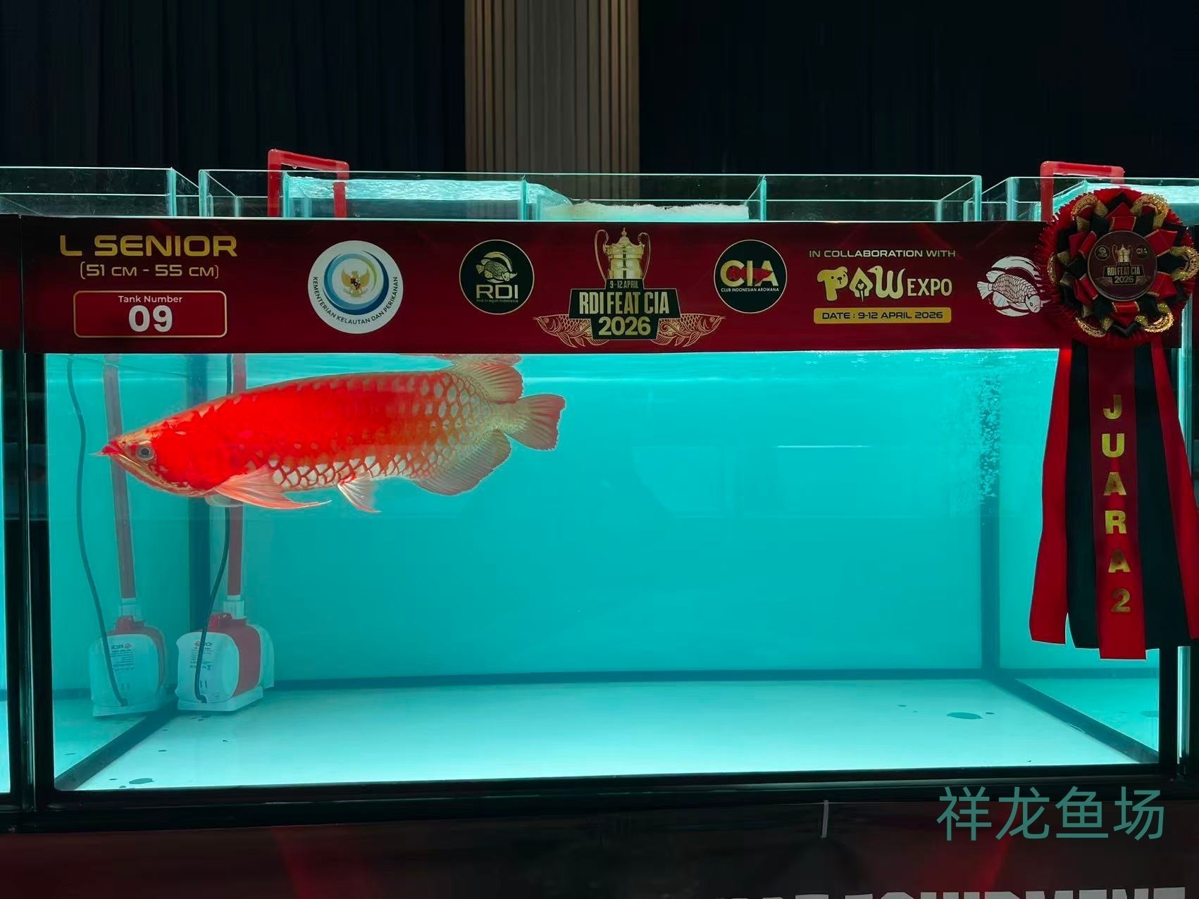 2026 RDI FEAT CIA印尼紅龍魚大賽參賽魚只鑒賞，2026rdifeatcia印尼紅龍魚大賽 2026 RDI FEAT CIA印尼紅龍魚大賽參賽魚只鑒賞，2026rdifeatcia印尼紅龍魚大賽 2025長城杯龍魚大賽 第25張