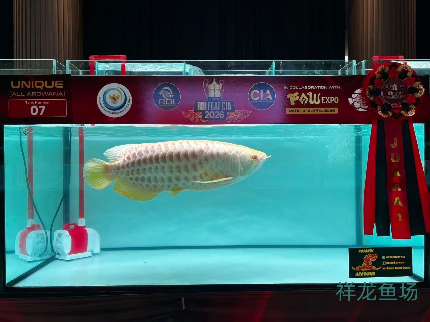 2026 RDI FEAT CIA印尼紅龍魚大賽參賽魚只鑒賞，2026rdifeatcia印尼紅龍魚大賽 2026 RDI FEAT CIA印尼紅龍魚大賽參賽魚只鑒賞，2026rdifeatcia印尼紅龍魚大賽 2025長城杯龍魚大賽 第26張