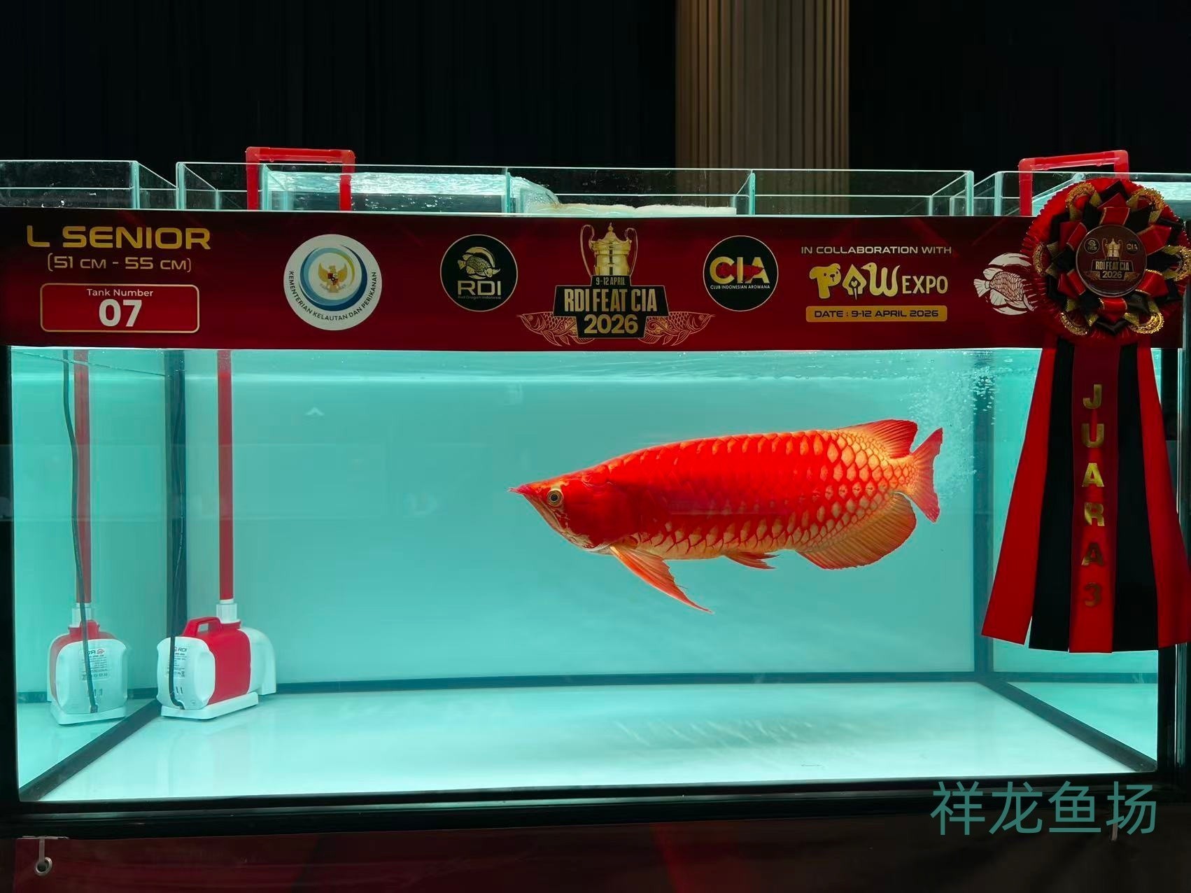 2026 RDI FEAT CIA印尼紅龍魚大賽參賽魚只鑒賞，2026rdifeatcia印尼紅龍魚大賽 2026 RDI FEAT CIA印尼紅龍魚大賽參賽魚只鑒賞，2026rdifeatcia印尼紅龍魚大賽 2025長城杯龍魚大賽 第27張