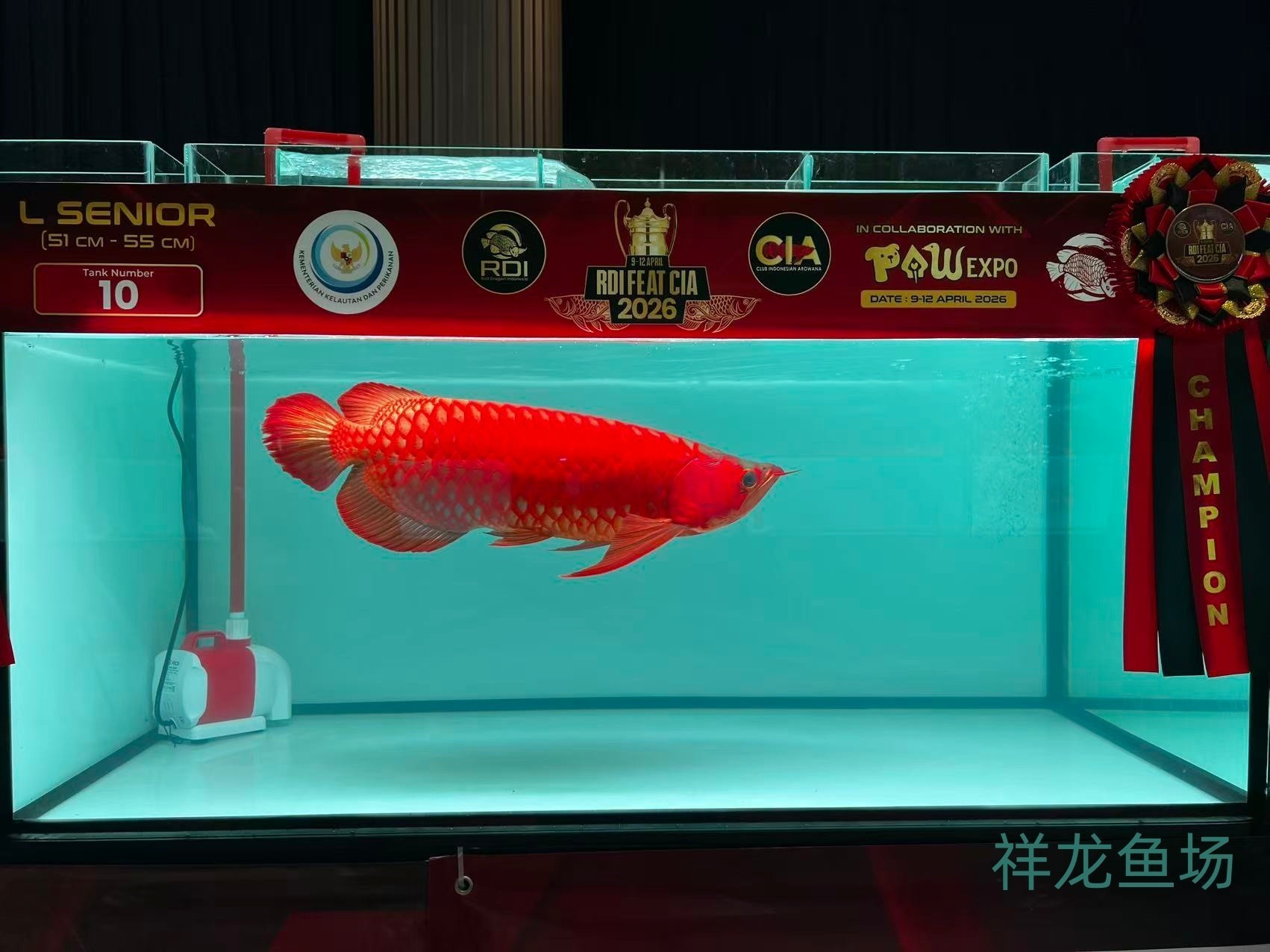 2026 RDI FEAT CIA印尼紅龍魚大賽參賽魚只鑒賞，2026rdifeatcia印尼紅龍魚大賽 2026 RDI FEAT CIA印尼紅龍魚大賽參賽魚只鑒賞，2026rdifeatcia印尼紅龍魚大賽 2025長城杯龍魚大賽 第28張