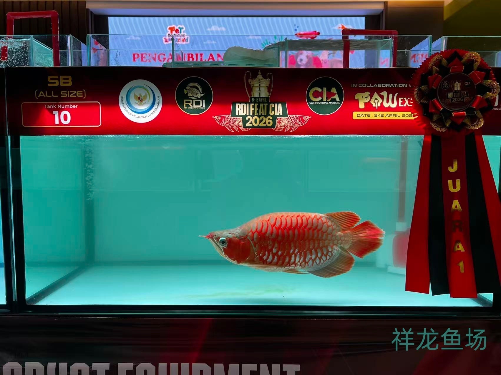 2026 RDI FEAT CIA印尼紅龍魚大賽參賽魚只鑒賞，2026rdifeatcia印尼紅龍魚大賽 2026 RDI FEAT CIA印尼紅龍魚大賽參賽魚只鑒賞，2026rdifeatcia印尼紅龍魚大賽 2025長城杯龍魚大賽 第30張
