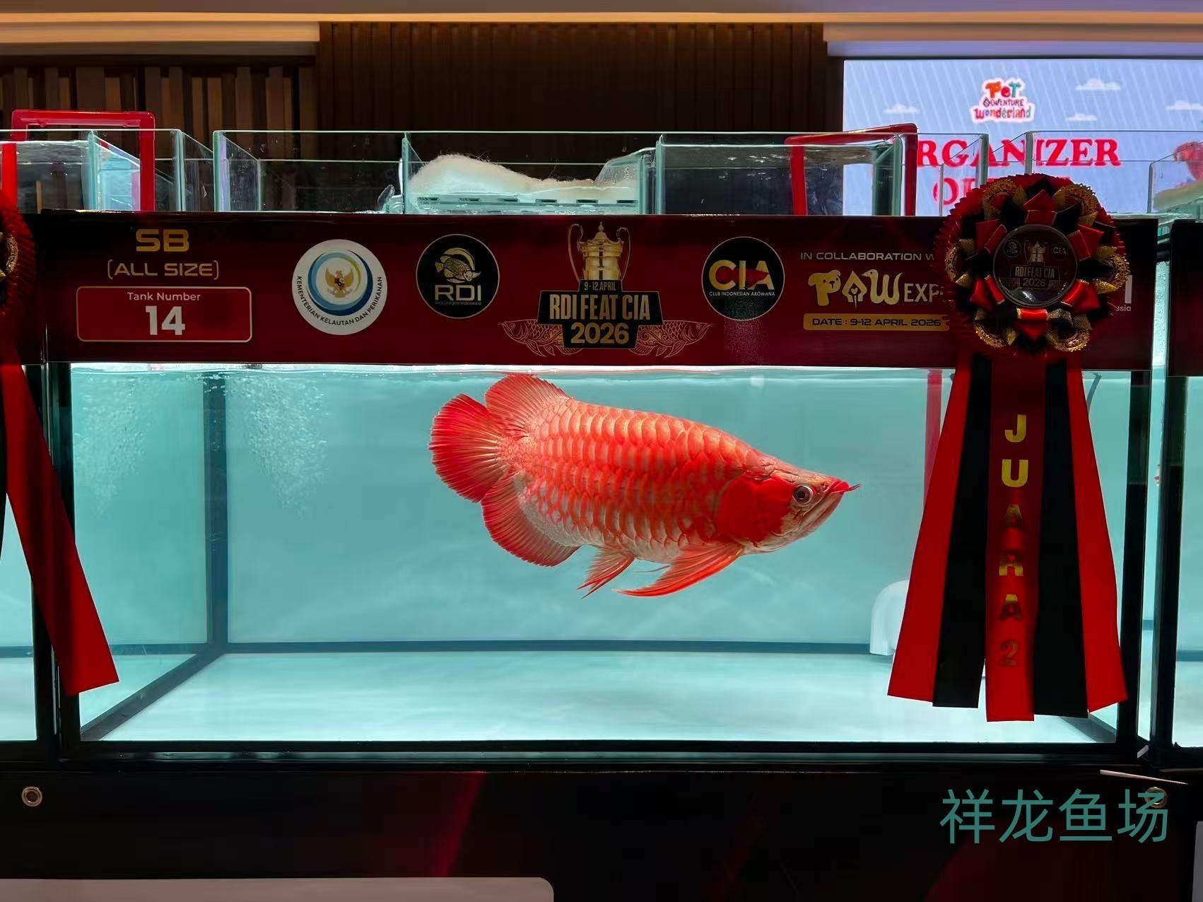 2026 RDI FEAT CIA印尼紅龍魚大賽參賽魚只鑒賞，2026rdifeatcia印尼紅龍魚大賽 2026 RDI FEAT CIA印尼紅龍魚大賽參賽魚只鑒賞，2026rdifeatcia印尼紅龍魚大賽 2025長城杯龍魚大賽 第31張