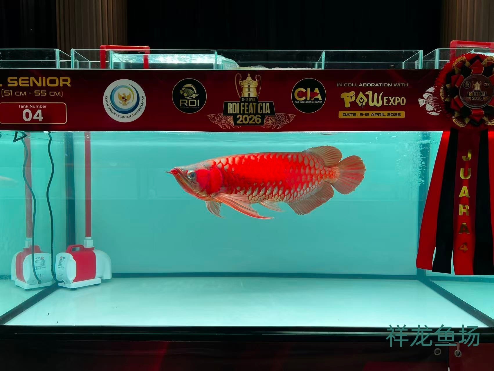 2026 RDI FEAT CIA印尼紅龍魚大賽參賽魚只鑒賞，2026rdifeatcia印尼紅龍魚大賽 2026 RDI FEAT CIA印尼紅龍魚大賽參賽魚只鑒賞，2026rdifeatcia印尼紅龍魚大賽 2025長城杯龍魚大賽 第32張