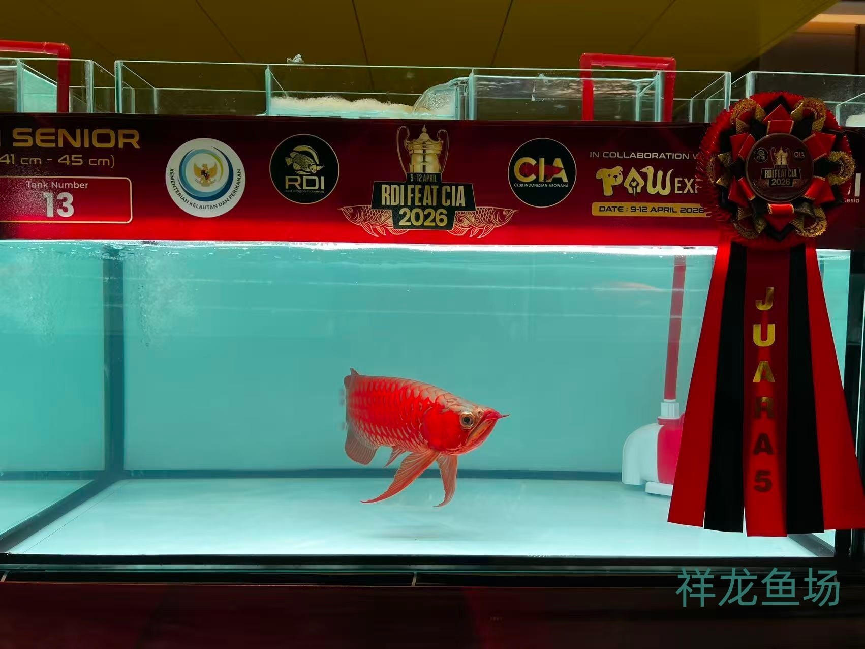 2026 RDI FEAT CIA印尼紅龍魚大賽參賽魚只鑒賞，2026rdifeatcia印尼紅龍魚大賽 2026 RDI FEAT CIA印尼紅龍魚大賽參賽魚只鑒賞，2026rdifeatcia印尼紅龍魚大賽 2025長城杯龍魚大賽 第33張