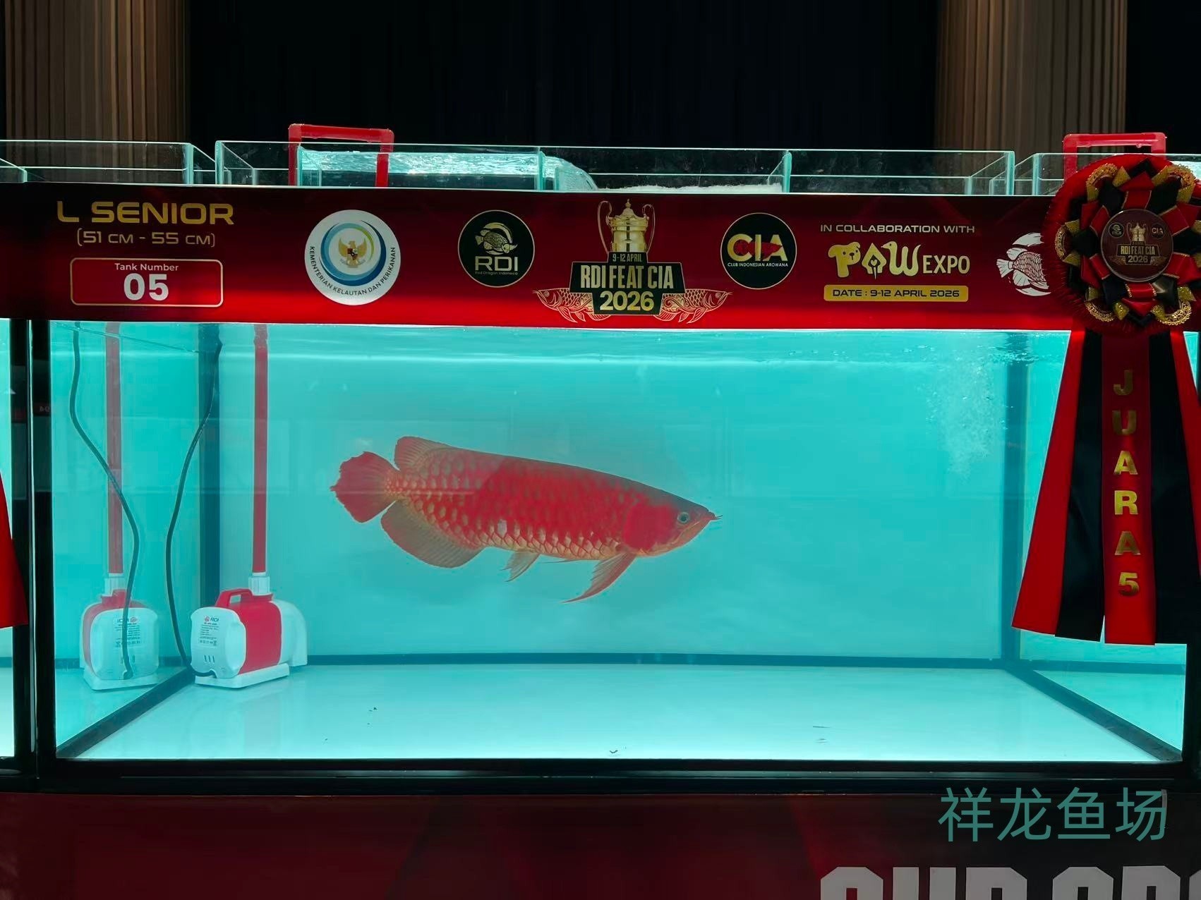 2026 RDI FEAT CIA印尼紅龍魚大賽參賽魚只鑒賞，2026rdifeatcia印尼紅龍魚大賽 2026 RDI FEAT CIA印尼紅龍魚大賽參賽魚只鑒賞，2026rdifeatcia印尼紅龍魚大賽 2025長城杯龍魚大賽 第34張