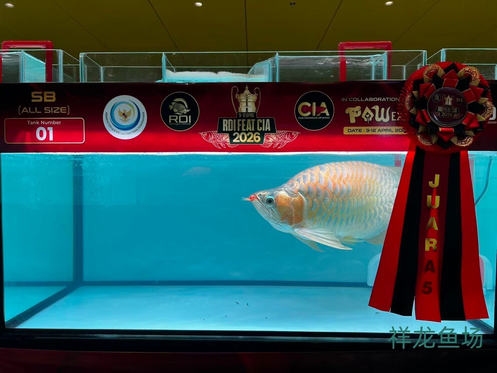 2026 RDI FEAT CIA印尼紅龍魚大賽參賽魚只鑒賞，2026rdifeatcia印尼紅龍魚大賽 2026 RDI FEAT CIA印尼紅龍魚大賽參賽魚只鑒賞，2026rdifeatcia印尼紅龍魚大賽 2025長城杯龍魚大賽 第35張
