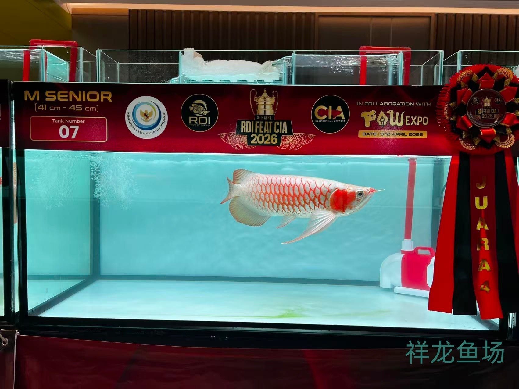 2026 RDI FEAT CIA印尼紅龍魚大賽參賽魚只鑒賞，2026rdifeatcia印尼紅龍魚大賽 2026 RDI FEAT CIA印尼紅龍魚大賽參賽魚只鑒賞，2026rdifeatcia印尼紅龍魚大賽 2025長城杯龍魚大賽 第38張