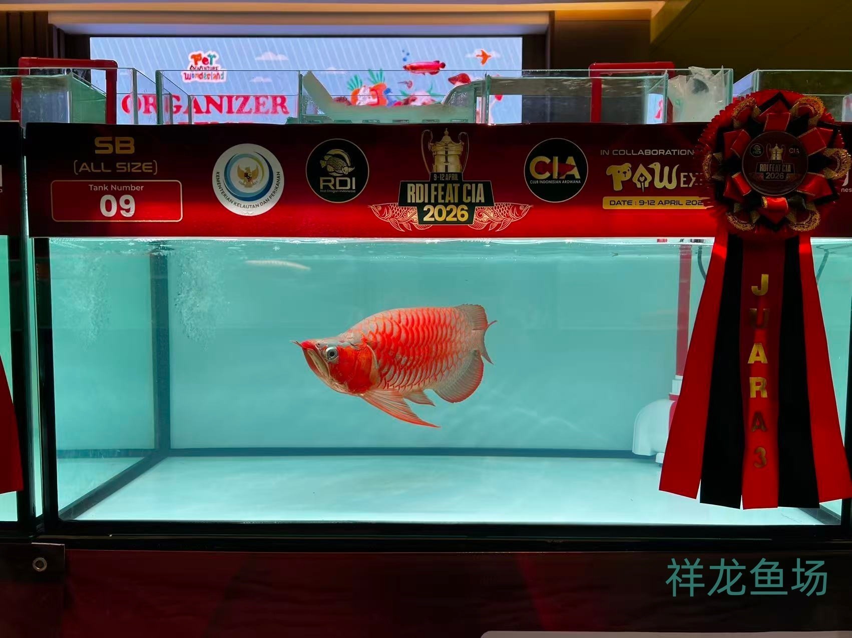 2026 RDI FEAT CIA印尼紅龍魚大賽參賽魚只鑒賞，2026rdifeatcia印尼紅龍魚大賽 2026 RDI FEAT CIA印尼紅龍魚大賽參賽魚只鑒賞，2026rdifeatcia印尼紅龍魚大賽 2025長城杯龍魚大賽 第39張