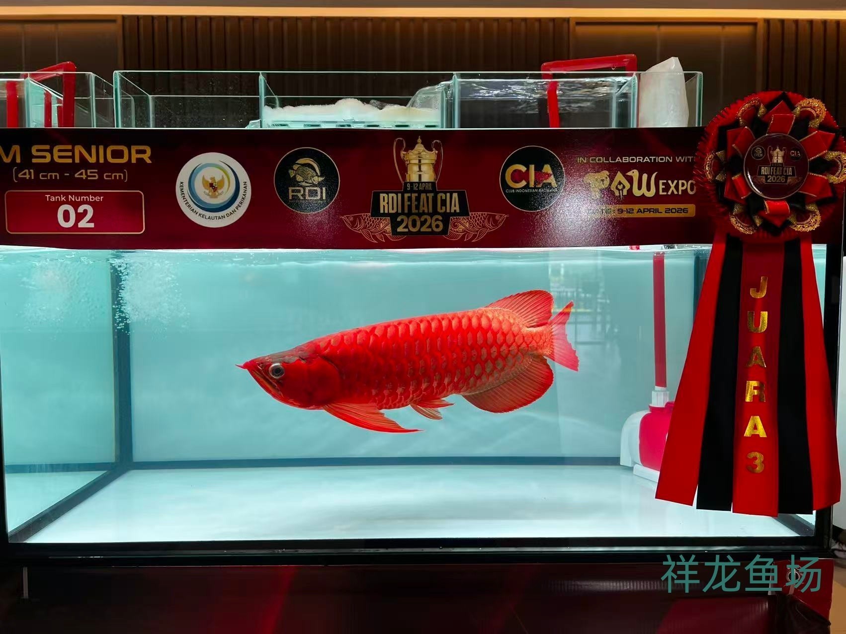 2026 RDI FEAT CIA印尼紅龍魚大賽參賽魚只鑒賞，2026rdifeatcia印尼紅龍魚大賽 2026 RDI FEAT CIA印尼紅龍魚大賽參賽魚只鑒賞，2026rdifeatcia印尼紅龍魚大賽 2025長城杯龍魚大賽 第41張