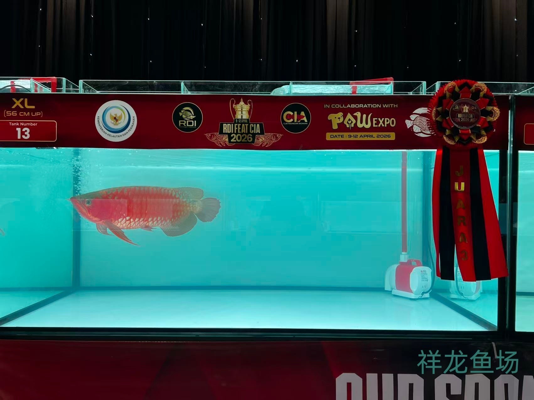 2026 RDI FEAT CIA印尼紅龍魚大賽參賽魚只鑒賞，2026rdifeatcia印尼紅龍魚大賽 2026 RDI FEAT CIA印尼紅龍魚大賽參賽魚只鑒賞，2026rdifeatcia印尼紅龍魚大賽 2025長城杯龍魚大賽 第42張