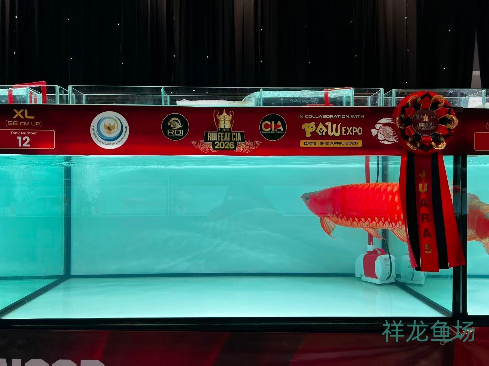 2026 RDI FEAT CIA印尼紅龍魚大賽參賽魚只鑒賞，2026rdifeatcia印尼紅龍魚大賽 2026 RDI FEAT CIA印尼紅龍魚大賽參賽魚只鑒賞，2026rdifeatcia印尼紅龍魚大賽 2025長城杯龍魚大賽 第43張